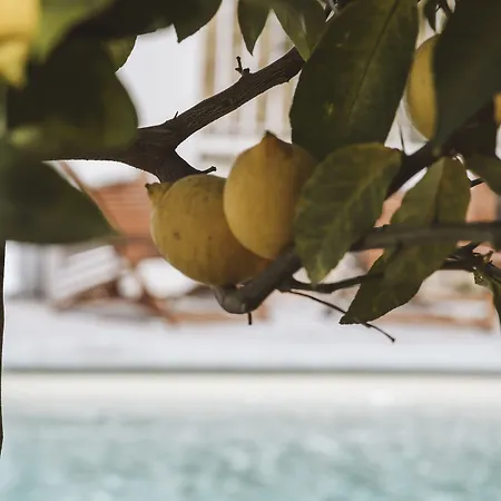 Le Sud Juan-les-Pins